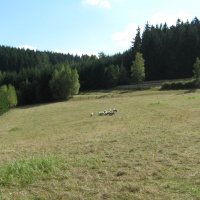 pastva slovenských jehnic cigájí v Mikulůvce I. (říjen 2012)